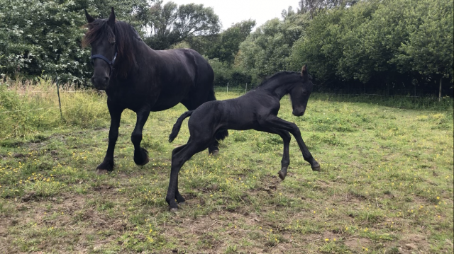 Puledra Frisone In vendita 2026 Nero ,  KEES 531