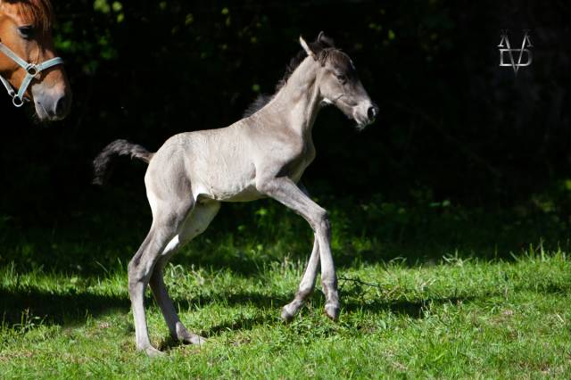 Puledro PRE Andaluso In vendita 2026 Nero ,  Lucero