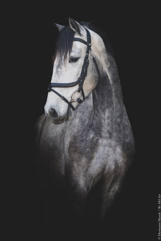 Castrone Lusitano In vendita 2021 Grigio