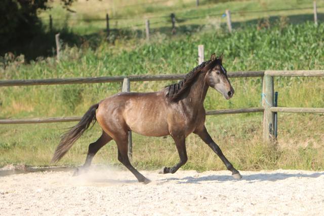 Intero PRE Andaluso In vendita 2023 Grigio ,  GUAPO DE LA COMBE