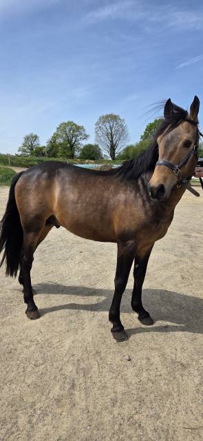 Stallone New Forest In vendita 2021 Isabella ,  SILVERLEA SIMPLY RED