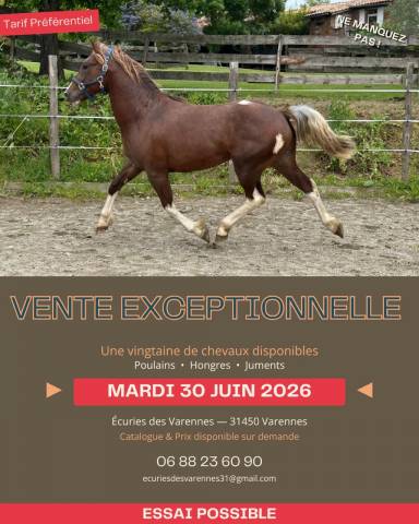 Cavalla Cob In vendita 2020 Baio
