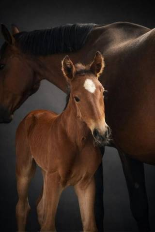 Puledra sBs Cavallo da Sport Belgio In vendita 2026 Baio ,  NEVADOS S