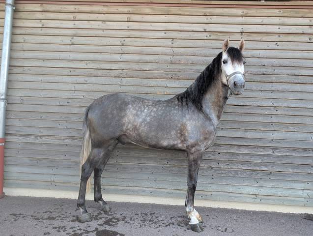 Castrone PRE Andaluso In vendita 2022 Grigio