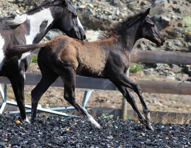 Puledro Paint Horse In vendita 2026 Nero