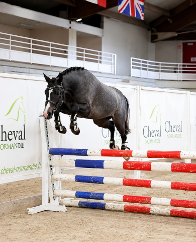 Puledra PFS Pony Francese da Sella In vendita 2023 Grigio