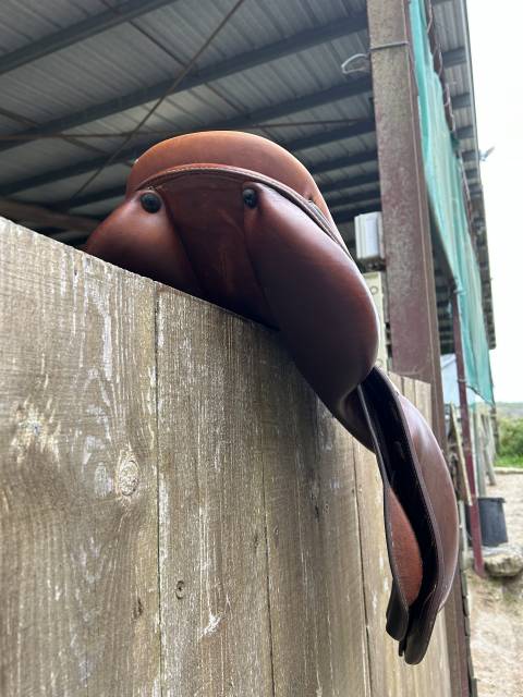 Sella da salto ostacoli Renaissance Prestige  18" - 2019