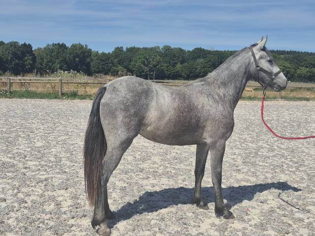 Puledra Welsh Part Bred In vendita 2024 Grigio