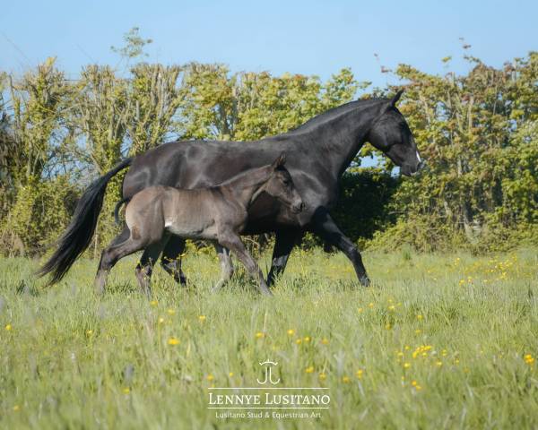Fattrice Lusitano In vendita 2017 Nero ,  URUBU II