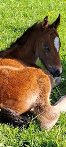 Castrone PFS Pony Francese da Sella In vendita 2025 Baio ,  Pidji du tilia
