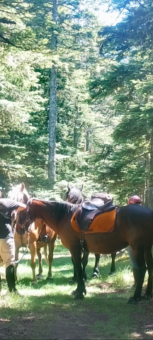 Sella da trekking Baude Rando S 17" - 2019