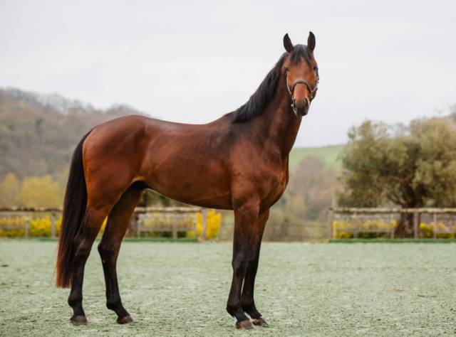 Cavalla Cavallo da Sella In vendita 2020 Grigio ,  D&rsquo;imbroglio cvf