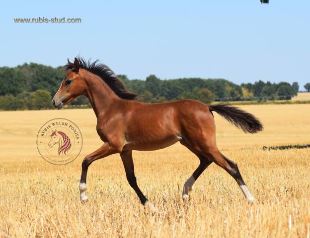 Puledra Welsh Poney (Sezione B) In vendita 2026 Baio