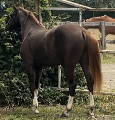 Puledra PFS Pony Francese da Sella Da affidare 2023 Sauro brul&eacute; ,  hwen d&rsquo;o