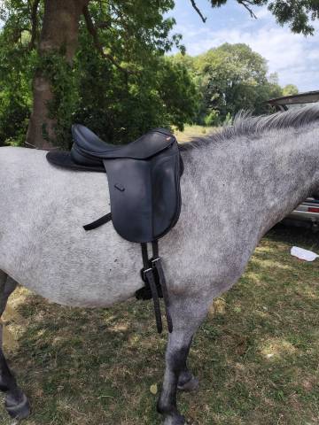 Sella da dressage KENT & MASTERS  17" - 2020