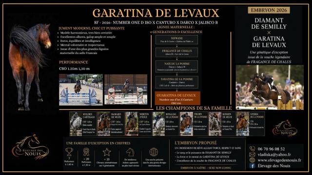 Puledro Sella Francese In vendita 2026 Baio ,  DIAMANT DE SEMILLY