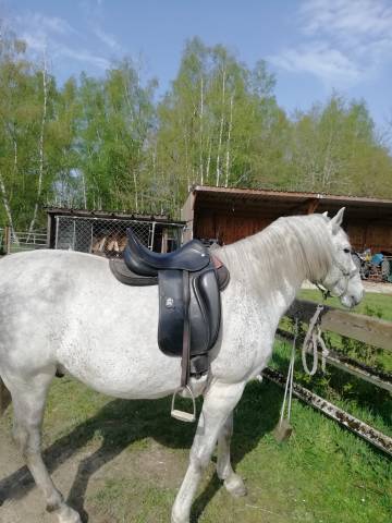 Sella da dressage Carlos Pinto SALDI Millenium 17.5" - 2015