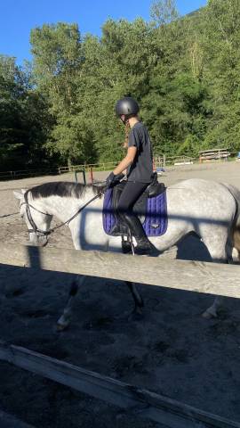 Sella da dressage Antar&egrave;s  16.5" - 2023