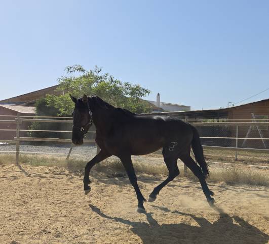 Puledro PRE Andaluso In vendita 2024 Nero ,  NELSON XIII