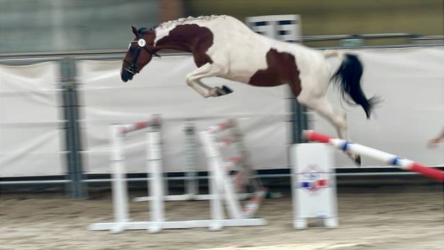 Puledra Sella Francese In vendita 2023 Pezzato ,  Envol van de Rib