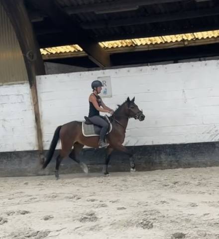 Castrone New Forest In vendita 2023 Baio