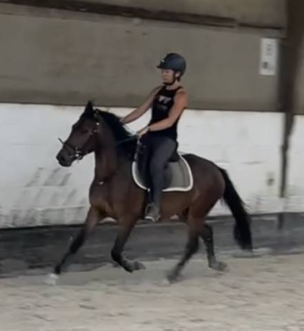 Castrone New Forest In vendita 2023 Baio
