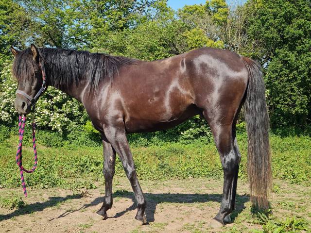 Stallone Purosangue Arabo In vendita 2020 Nero ,  Avalon Be Beautifull
