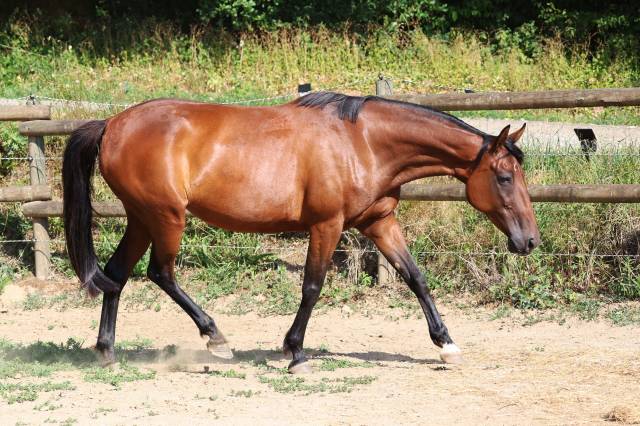 Fattrice Trottatore Francese In vendita 2018 Baio