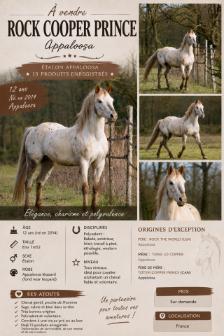Stallone Appaloosa In vendita 2014 Altro colore