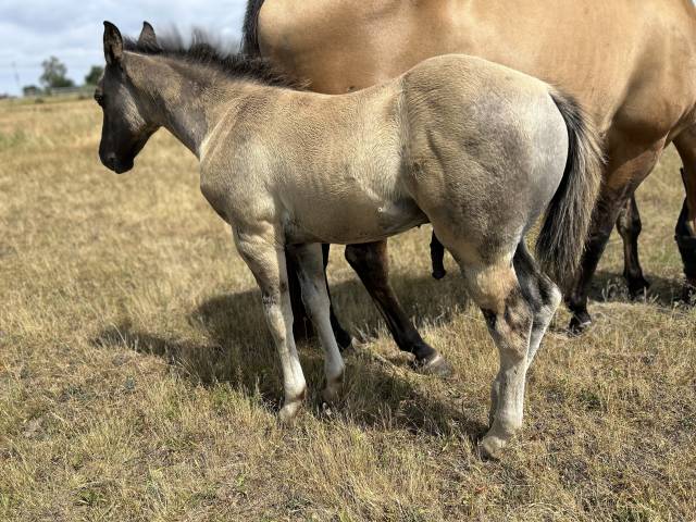 Puledro Quarter Horse In vendita 2026 Grullo