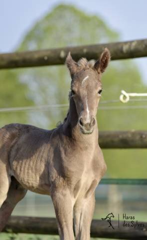 Puledro KWPN Cavallo da Sport Neerlandese In vendita 2026 Altro colore