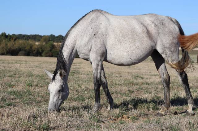 Fattrice Anglo-Arabo In vendita 2018 Grigio ,  FUSAIN DU DEFEY