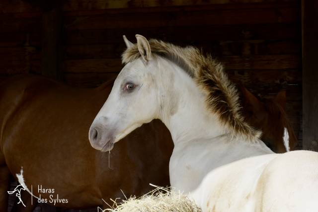 Puledro KWPN Cavallo da Sport Neerlandese In vendita 2026 Champagne