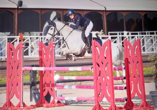 Castrone PFS Pony Francese da Sella In vendita 2014 Grigio