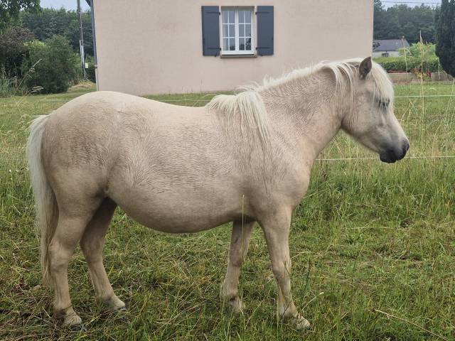Puledra Shetland In vendita 2024 Palomino
