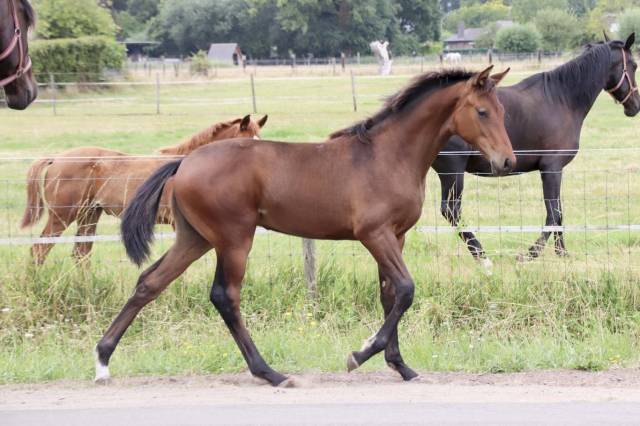 Cavalla KWPN Cavallo da Sport Neerlandese In vendita 2026 Baio scuro ,  Dutch Dream