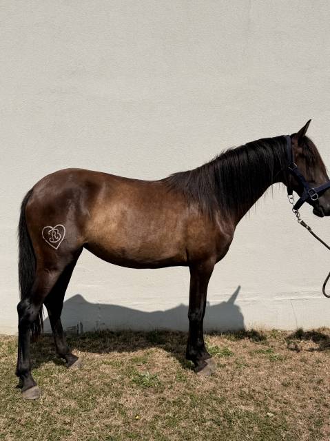 Puledra PRE Andaluso In vendita 2024 Baio scuro