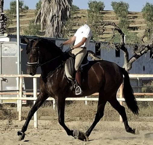 Cavalla PRE Andaluso In vendita 2021 Nero