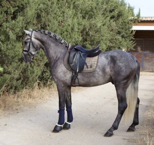 Intero PRE Andaluso In vendita 2021 Grigio