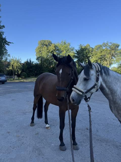 Cavalla Cavallo da Sport Irlandese In vendita 2022 Baio scuro ,  DIAMANT DE SEMILLY