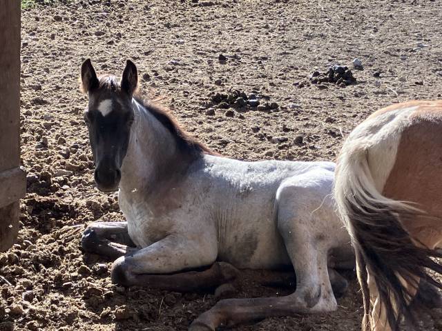 Puledro Welsh Part Bred In vendita 2026 Altro colore ,  Hermes de la Meloise