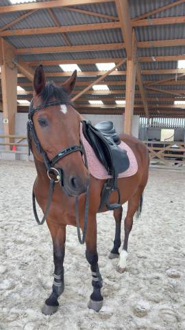 Sella mista Bates  17" - 2023