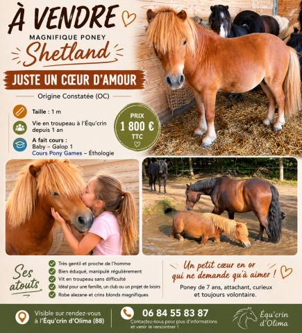Castrone Shetland In vendita 2019 Sauro ,  ASCOT DES FEES ONCP