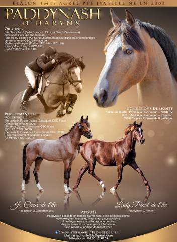 Castrone PFS Pony Francese da Sella In vendita 2025 Isabella