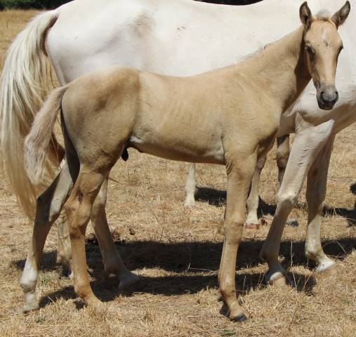 Puledro Sella Francese In vendita 2026 Palomino