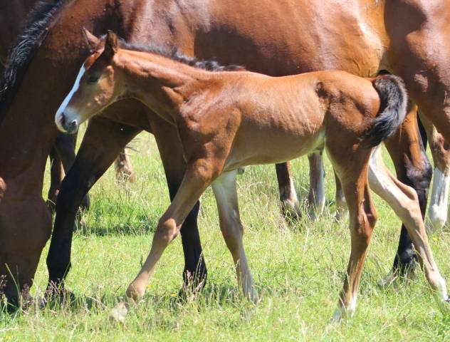 Puledro sBs Cavallo da Sport Belgio In vendita 2026 Baio scuro