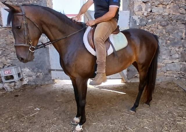 Anglo araba linea corsa 