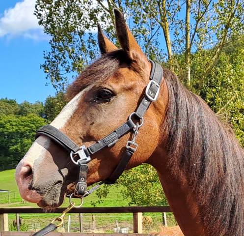 Cavalla Lusitano In vendita 2017 Baio ,  SPARTACUS