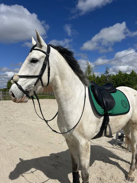 Sella mista Devoucoux  17.5" - 2021