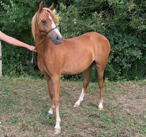Puledra Welsh Poney (Sezione B) In vendita 2025 Sauro ,  EYARTH ANOKI